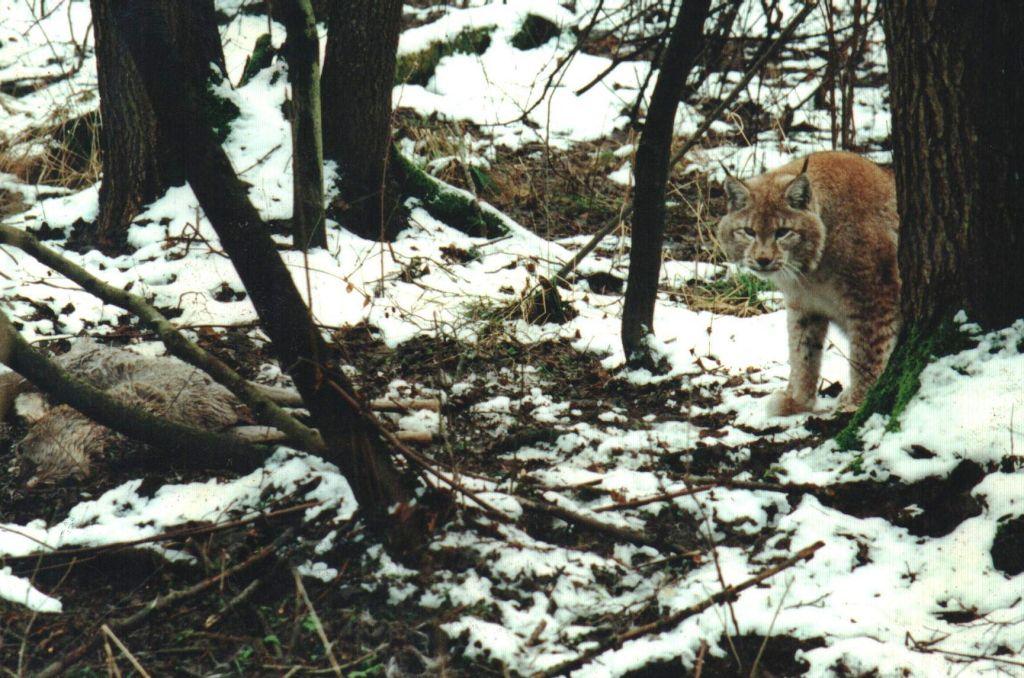 Ryś w Rzepkach - fot. Witold Jajor