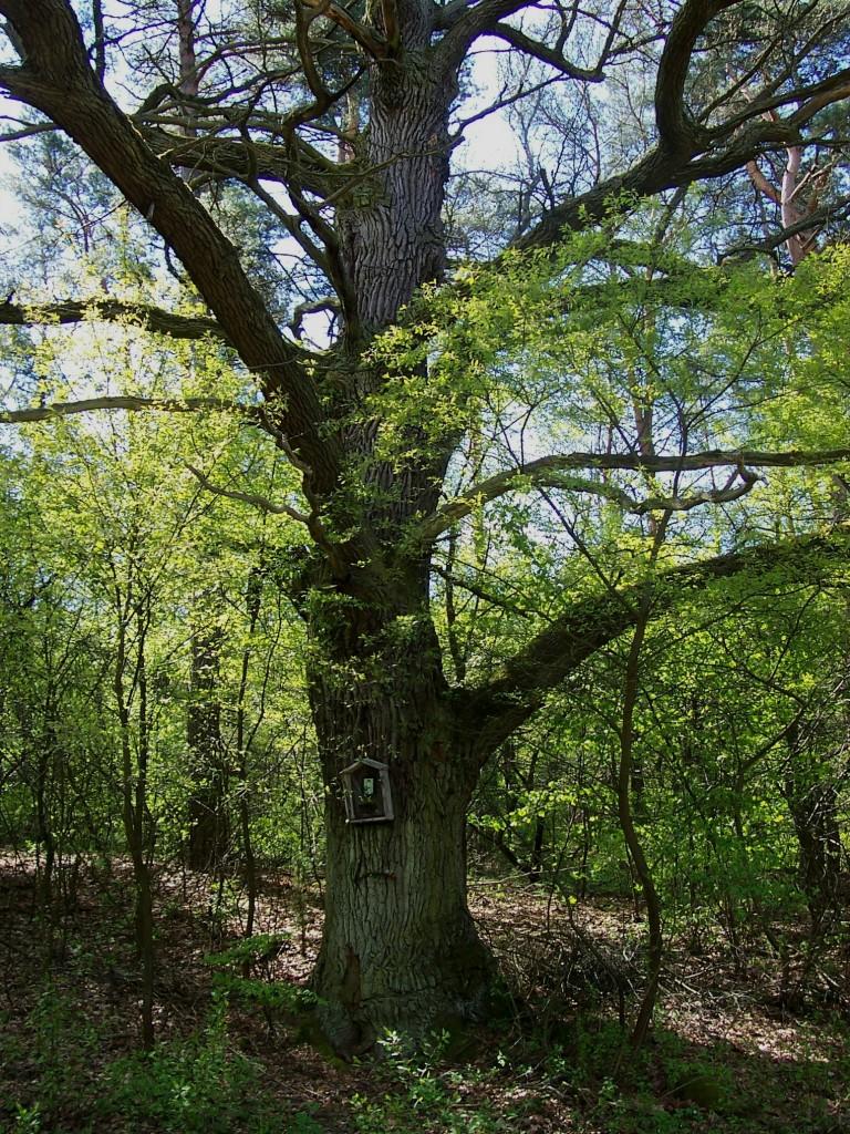 Pomnik przyrody - leśnictwo Jastrząbek