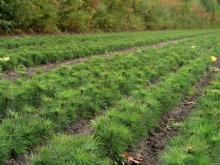 Prace szkółkarskie