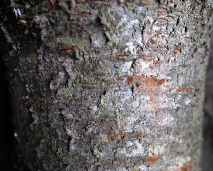 Czereśnia - fot. Tomasz Majerowski