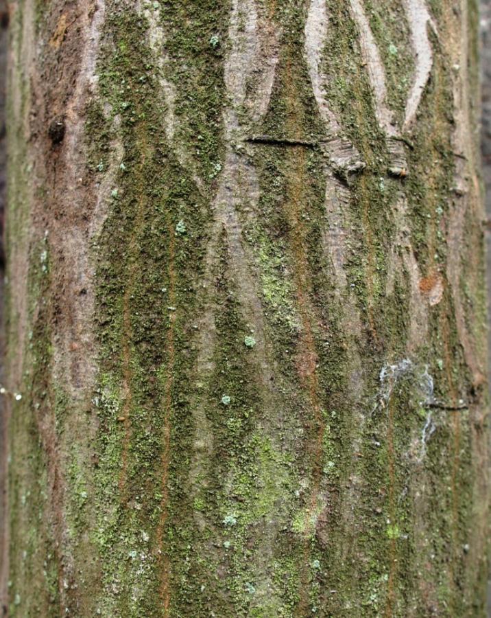 Grab - fot. Tomasz Majerowski