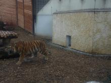 Otwarcie wybiegów dla panter śnieżnych i tygrysów syberyjskich w płockim ZOO