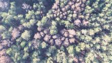 Leśnicy coraz częściej monitorują las z drona