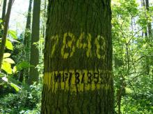 Zagadkowe oznaczenia w lesie