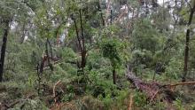 Zakaz wstępu do lasu z powodu uszkodzenia drzewostanów przez silny wiatr